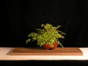 Dwarf Goatsbeard Accessory Plant